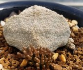 Tohum Dünyam 10 Adet Pseudolithos Cubiformis Succulent Tohumu - 4