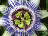 Tohum Dünyam 5 Adet Blue Passion (Passiflora caerulea) Tohumu - 1