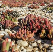Tohum Dünyam 10 Adet Argyroderma Fissum Succulent Tohumu thumbnail 1