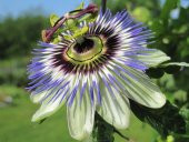 Tohum Dünyam 5 Adet Blue Passion (Passiflora caerulea) Tohumu - 2