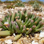 Tohum Dünyam 10 Adet Argyroderma Fissum Succulent Tohumu thumbnail 2