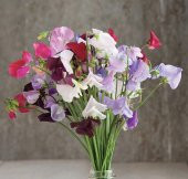 Tohum Dünyam 10 Adet Royal Family Mix Sweet Pea Tohumu - 1