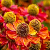 Tohum Dünyam 10 Adet Sneezeweed Autumnale Perennial Tohumu thumbnail 1