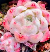 Tohum Dünyam 10 Adet Echeveria hyaliana X Alba Succulent Tohumu - 1