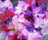 Tohum Dünyam 10 Adet Royal Family Mix Sweet Pea Tohumu - 2
