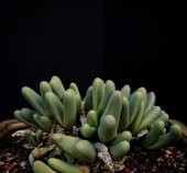 Tohum Dünyam 10 Adet Argyroderma Fissum Succulent Tohumu thumbnail 4