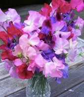 Tohum Dünyam 10 Adet Royal Family Mix Sweet Pea Tohumu - 3