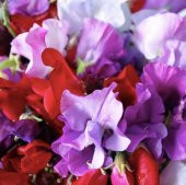Tohum Dünyam 10 Adet Royal Family Mix Sweet Pea Tohumu - 4