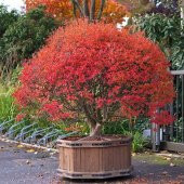 Tohum Dünyam 10 Adet Red Veined Showy Lantern Tohumu - 2