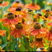 Tohum Dünyam 10 Adet Sneezeweed Autumnale Perennial Tohumu thumbnail 2