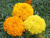 Tohum Dünyam 10 Adet Heirloom African Crackerjack Marigold Tohumu - 1