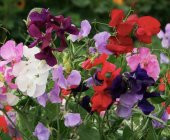 Tohum Dünyam 10 Adet Royal Family Mix Sweet Pea Tohumu - 5