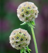Tohum Dünyam 5 Adet SCABIOSA STERNKUGEL’ Tohumu - 1