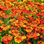 Tohum Dünyam 10 Adet Sneezeweed Autumnale Perennial Tohumu thumbnail 3