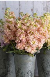 Tohum Dünyam 5 Adet Apricot Matthiola incana Tohumu - 1