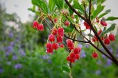 Tohum Dünyam 10 Adet Red Veined Showy Lantern Tohumu - 4