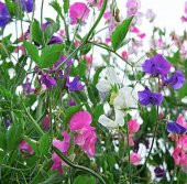 Tohum Dünyam 10 Adet Royal Family Mix Sweet Pea Tohumu - 6