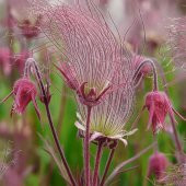 Tohum Dünyam 10 Adet Prairie Smoke, Geum Triflorum Tohumu thumbnail 2