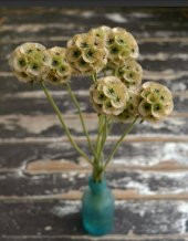 Tohum Dünyam 5 Adet SCABIOSA STERNKUGEL’ Tohumu - 2