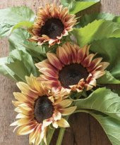 Tohum Dünyam 10 Adet ProCut Plum Sunflower Tohumu - 3