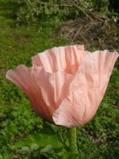 Tohum Dünyam 5 Adet Princess Victoria Louise ORIENTAL POPPY Tohumu - 3