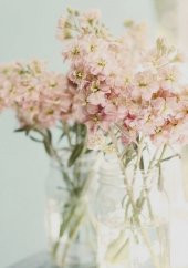 Tohum Dünyam 5 Adet Apricot Matthiola incana Tohumu - 2