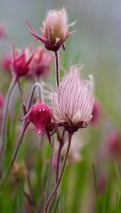Tohum Dünyam 10 Adet Prairie Smoke, Geum Triflorum Tohumu thumbnail 3