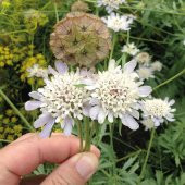 Tohum Dünyam 5 Adet SCABIOSA STERNKUGEL’ Tohumu - 3