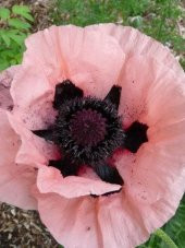 Tohum Dünyam 5 Adet Princess Victoria Louise ORIENTAL POPPY Tohumu - 4