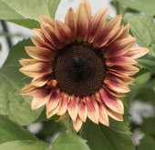Tohum Dünyam 10 Adet ProCut Plum Sunflower Tohumu - 4