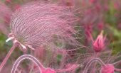 Tohum Dünyam 10 Adet Prairie Smoke, Geum Triflorum Tohumu thumbnail 4