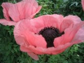 Tohum Dünyam 5 Adet Princess Victoria Louise ORIENTAL POPPY Tohumu - 5