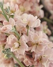Tohum Dünyam 5 Adet Apricot Matthiola incana Tohumu - 4