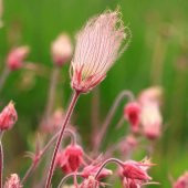 Tohum Dünyam 10 Adet Prairie Smoke, Geum Triflorum Tohumu thumbnail 5