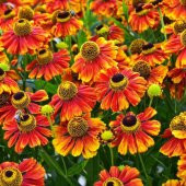 Tohum Dünyam 10 Adet Sneezeweed Autumnale Perennial Tohumu thumbnail 4
