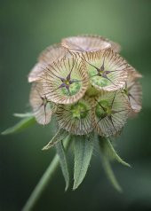 Tohum Dünyam 5 Adet SCABIOSA STERNKUGEL’ Tohumu - 4