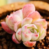 Tohum Dünyam 10 Adet Echeveria hyaliana X Alba Succulent Tohumu - 4