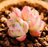 Tohum Dünyam 10 Adet Echeveria hyaliana X Alba Succulent Tohumu - 5
