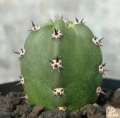 Tohum Dünyam 10 Adet Harrisia Jusbertii Kaktüs Tohumu - 1