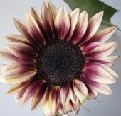Tohum Dünyam 10 Adet ProCut Plum Sunflower Tohumu - 1