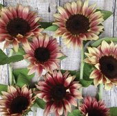 Tohum Dünyam 10 Adet ProCut Plum Sunflower Tohumu - 2