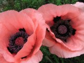 Tohum Dünyam 5 Adet Princess Victoria Louise ORIENTAL POPPY Tohumu - 1