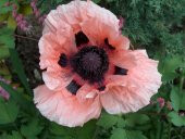 Tohum Dünyam 5 Adet Princess Victoria Louise ORIENTAL POPPY Tohumu - 2