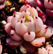 Tohum Dünyam 10 Adet Echeveria blood romeo Succulent Tohumu - 1