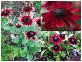 Tohum Dünyam 10 Adet Red Black Eyed Susan Tohumu - 1