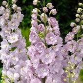 Tohum Dünyam 10 Adet Giant Blooms Delphinium Soft Pink Tohumu - 1