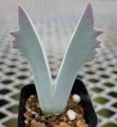 Tohum Dünyam 10 Adet Cheiridopsis Species Mix Succulent Tohumu - 1