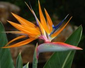 Tohum Dünyam 5 Adet Bird of Paradise,Strelitzia Reginae Tohumu - 1