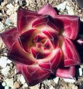 Tohum Dünyam 10 Adet Echeveria Rubin Succulent Tohumu - 1