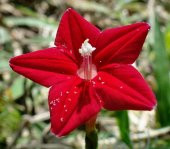 Tohum Dünyam 5 Adet Quamoclit Red Flower Climbing Tohumu - 1